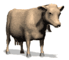 cow animated-images-gif